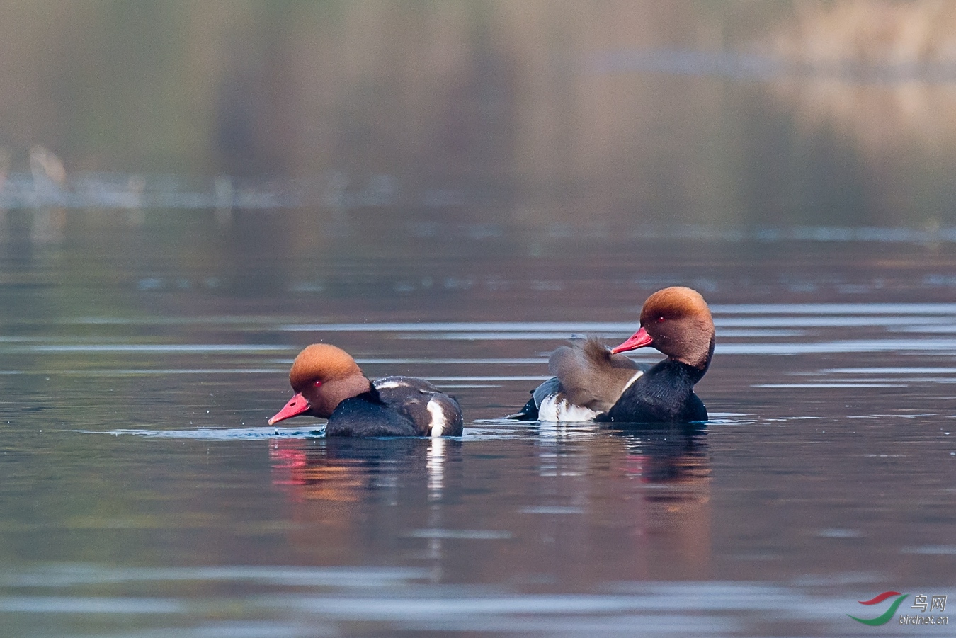 8 - ����.jpg