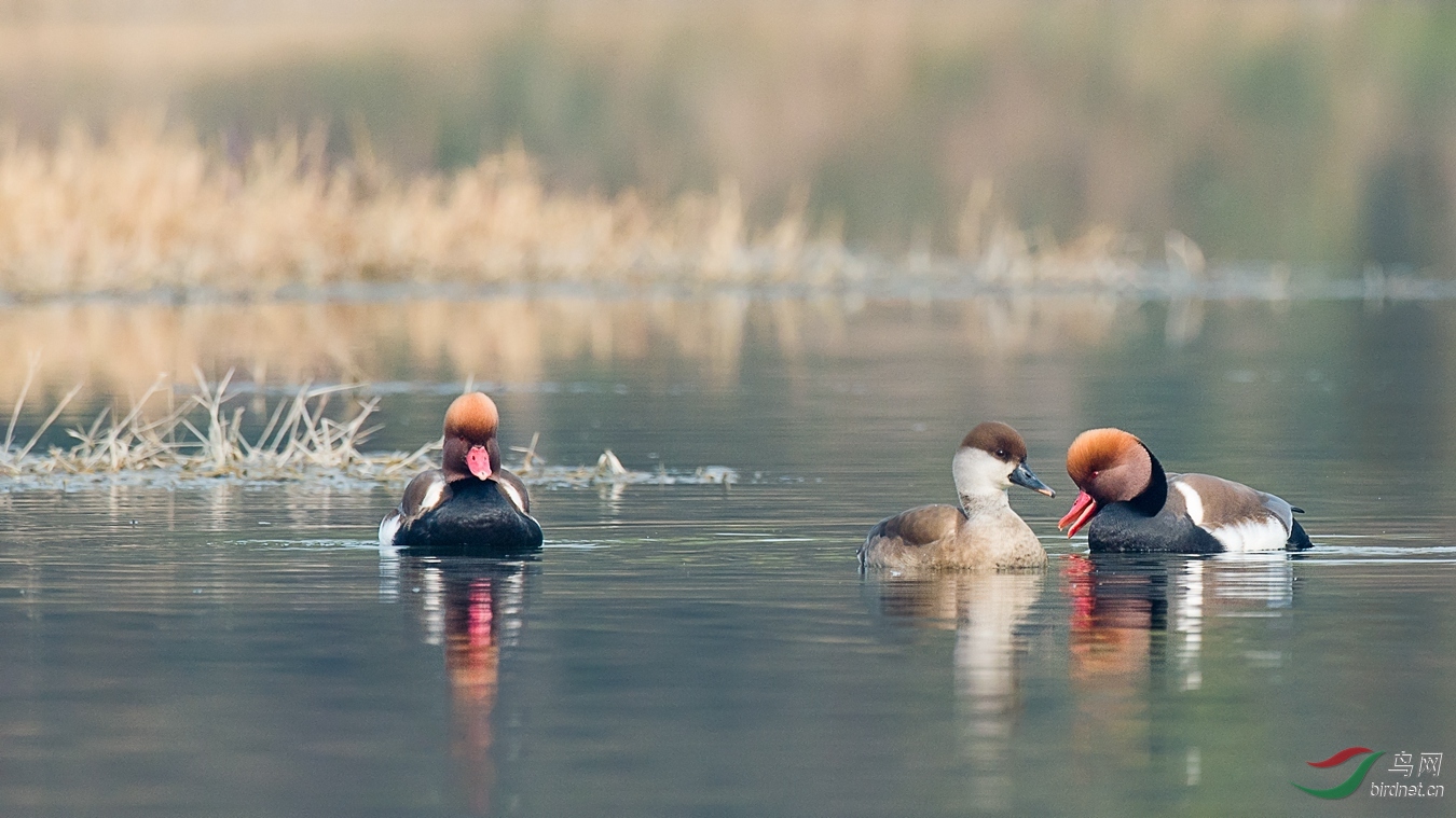 10 - ����.jpg