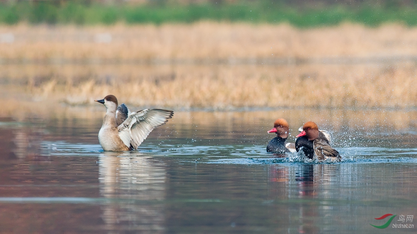 11 - ����.jpg