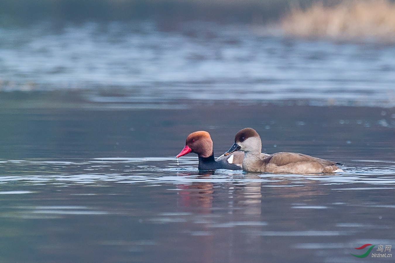 12 - ����.jpg