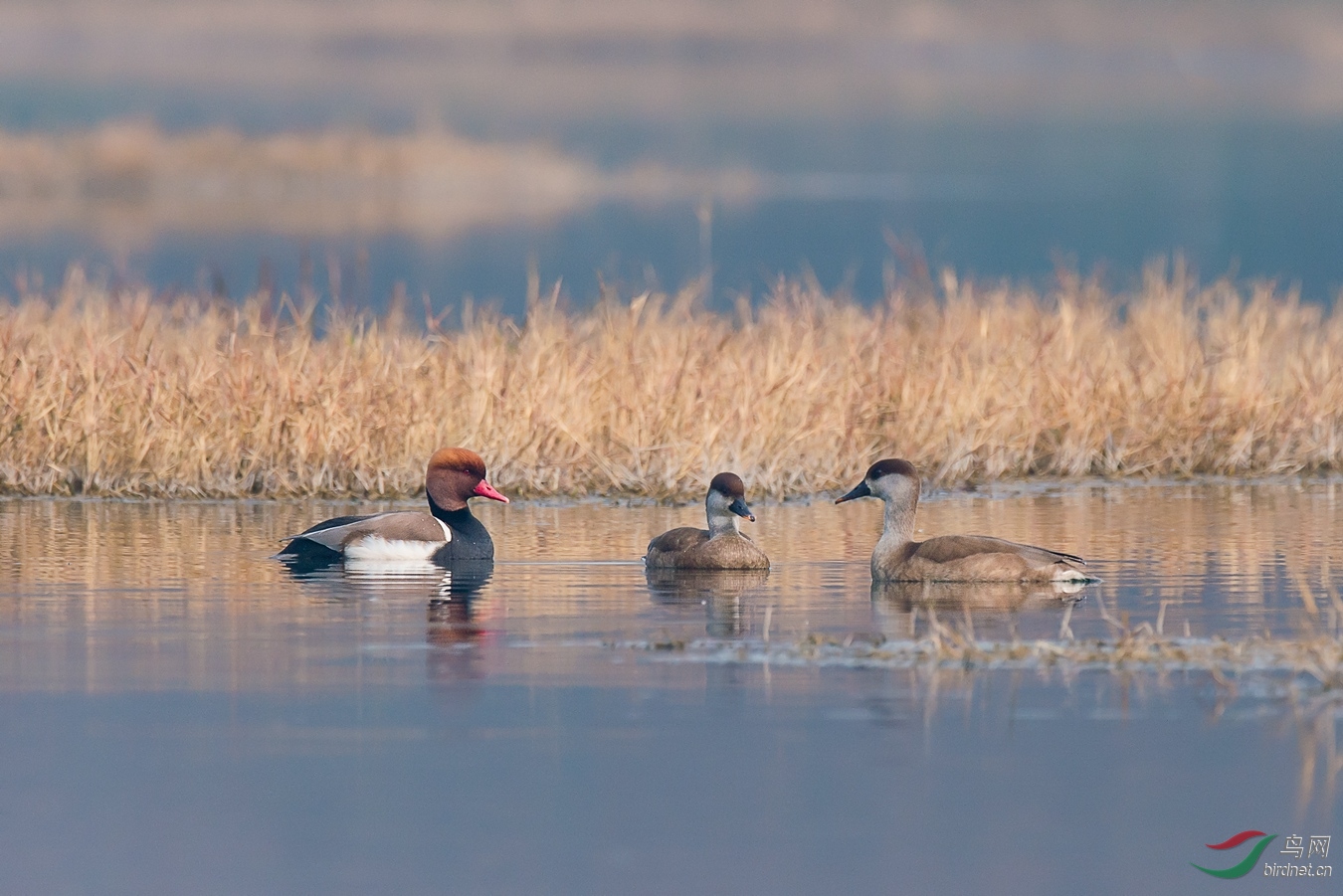 13 - ����.jpg