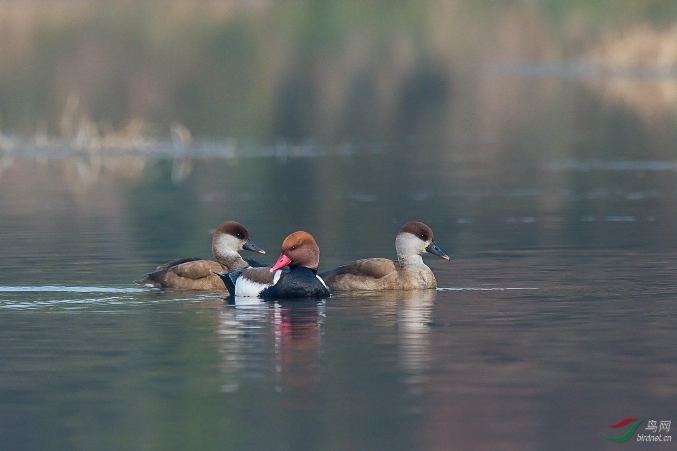 16 - ����.jpg