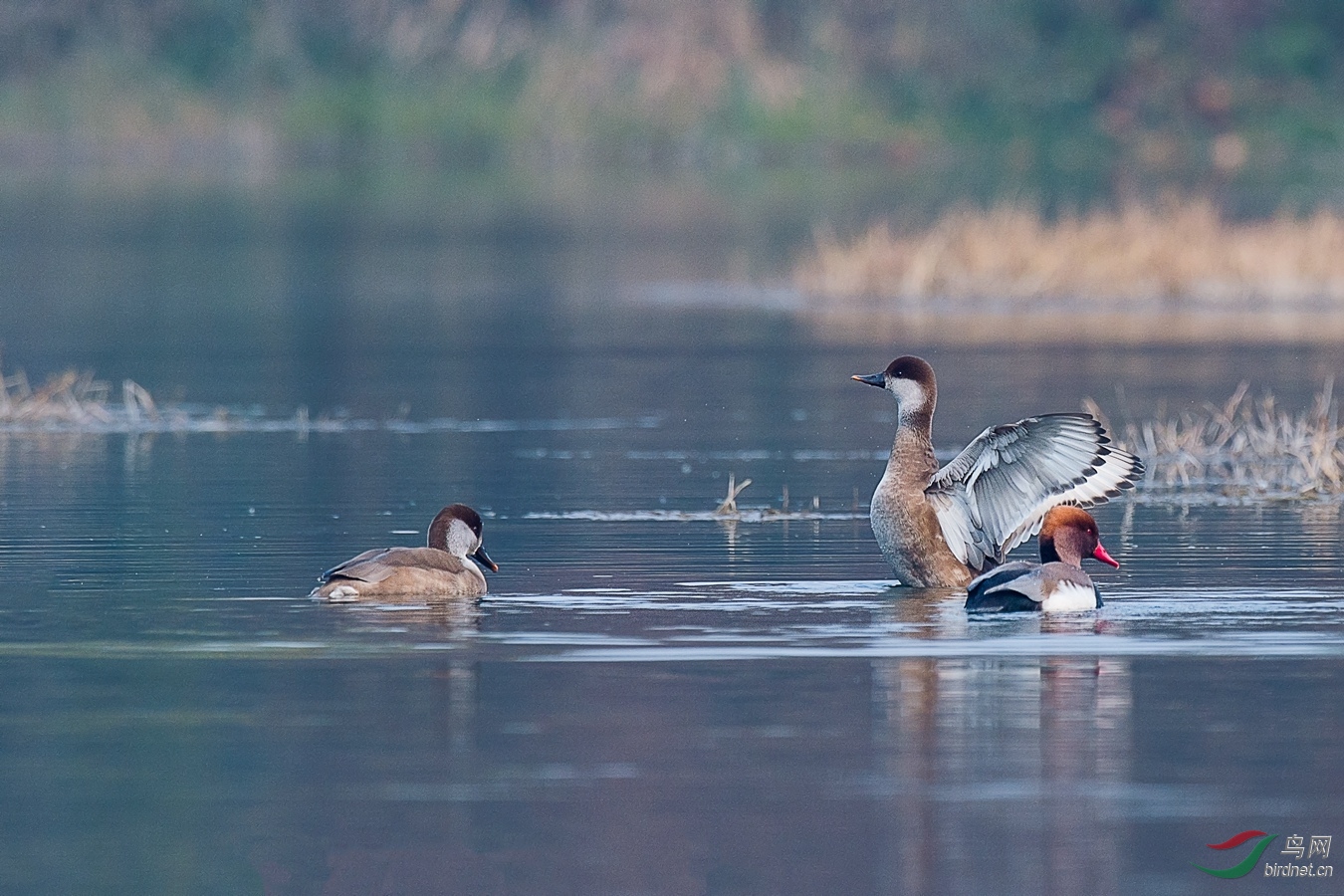 15 - ����.jpg