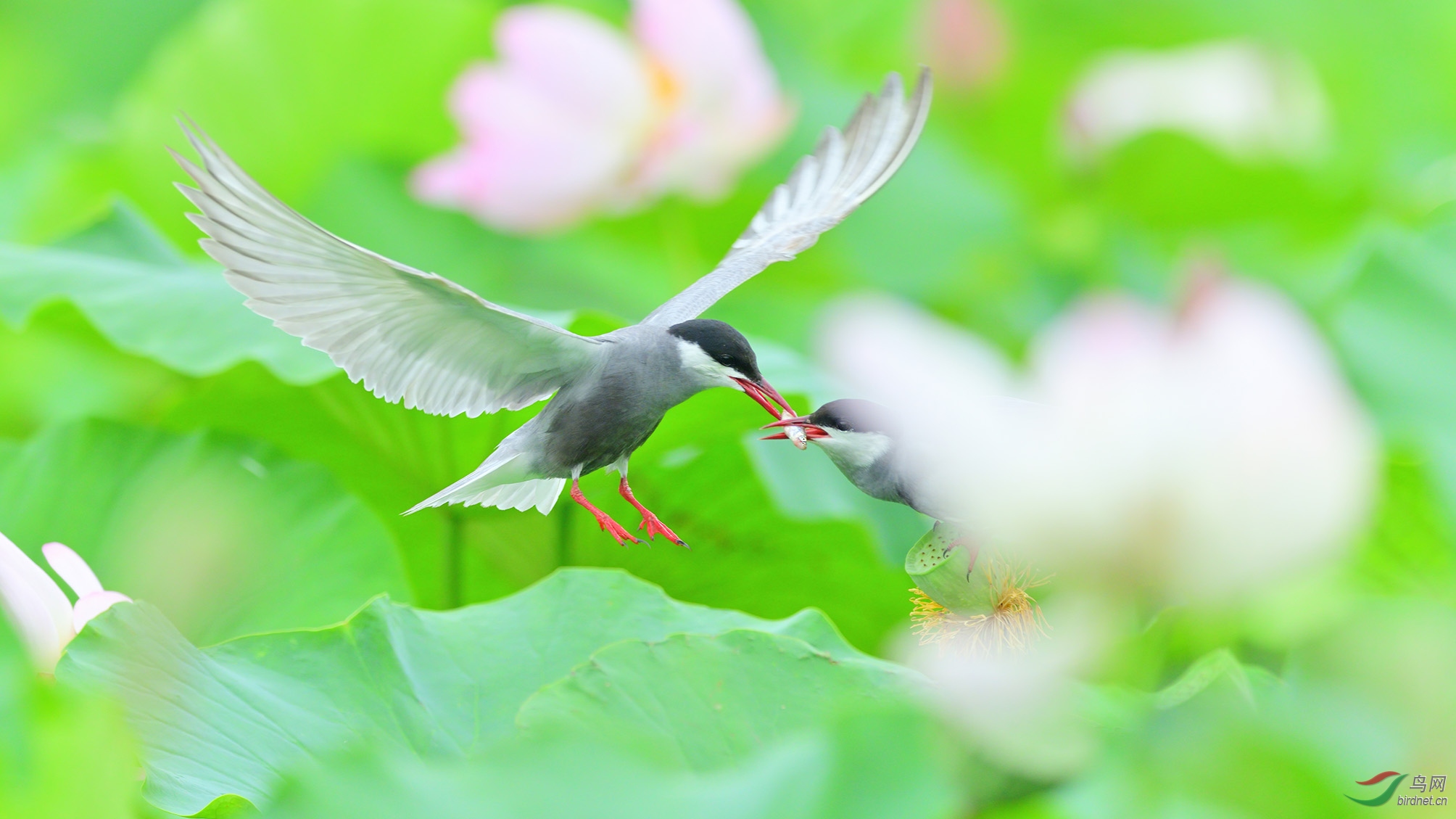 DSC_9418 Nikon__ˮ���˼� �ϴ�.jpg