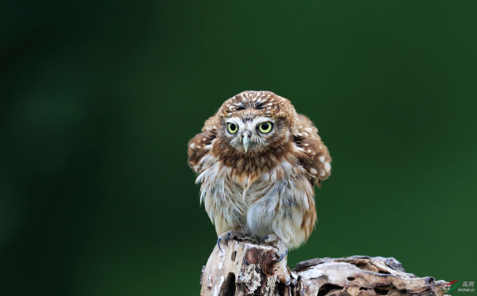 606 - ����.jpg