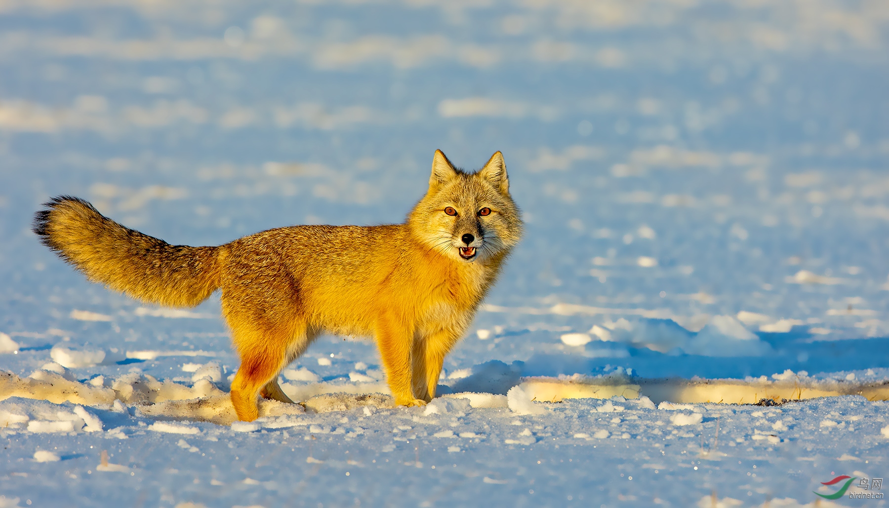 冬天草原上的狐狸【恭贺老师佳作获动物精华】