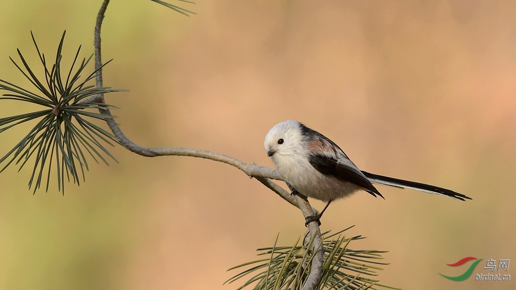 ������βɽȸ