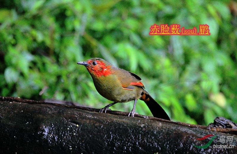 ����޴��