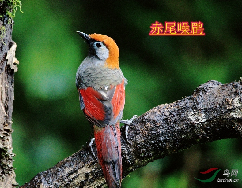 ��β����