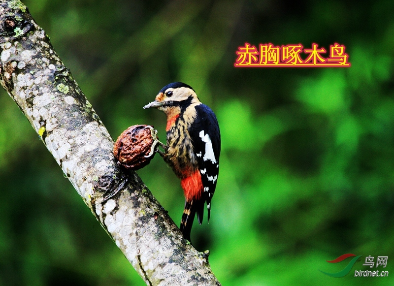 ������ľ��