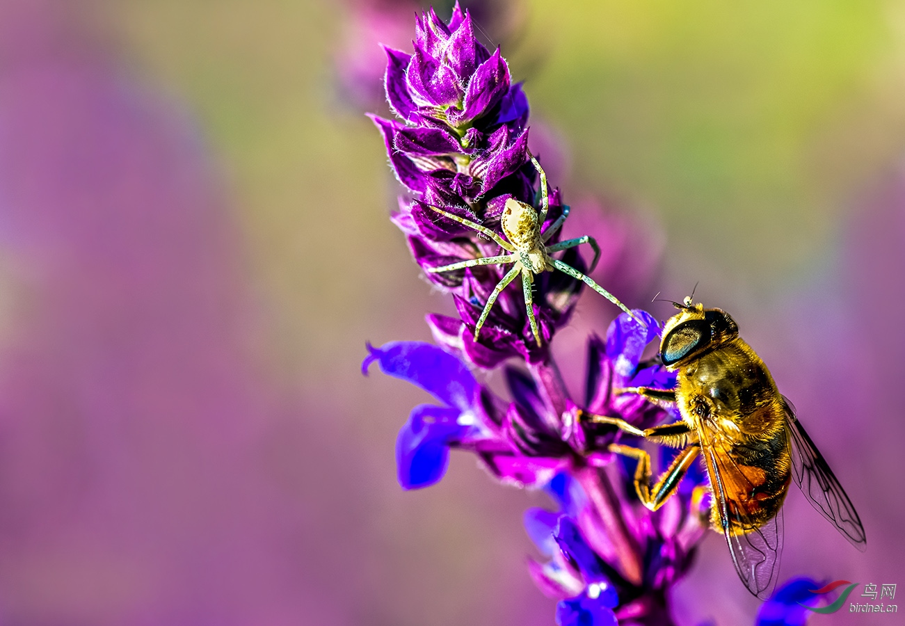 ���������۷�