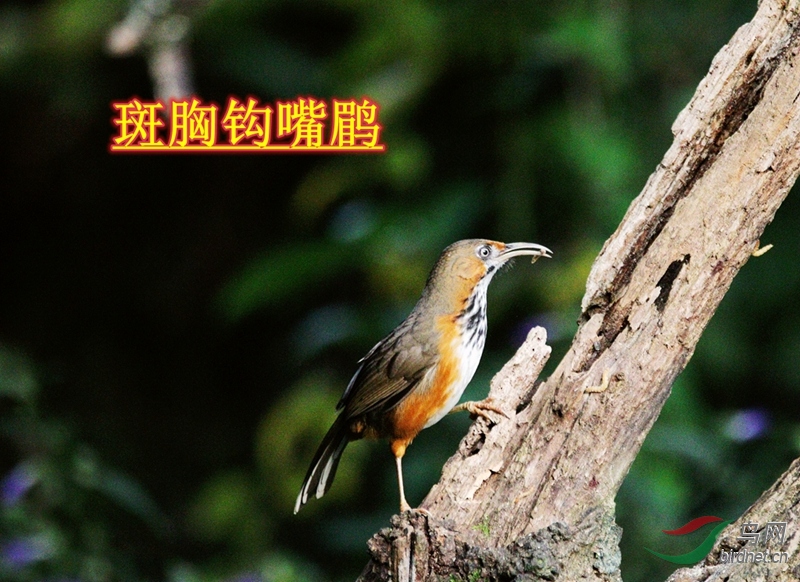 ���ع�����