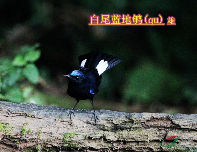 ��β�����(��)