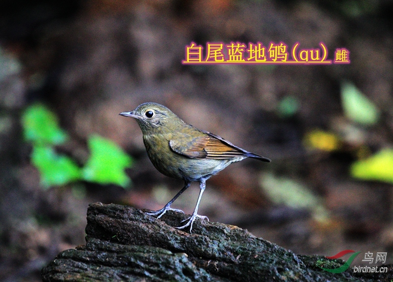 ��β�����(��)