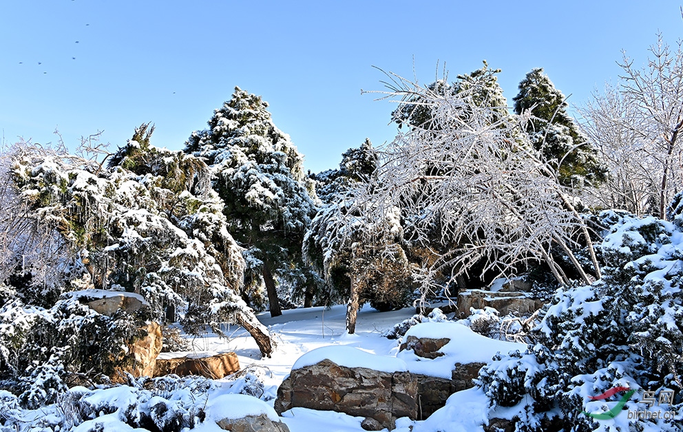 ��ѩ���-2020����7971M2.jpg