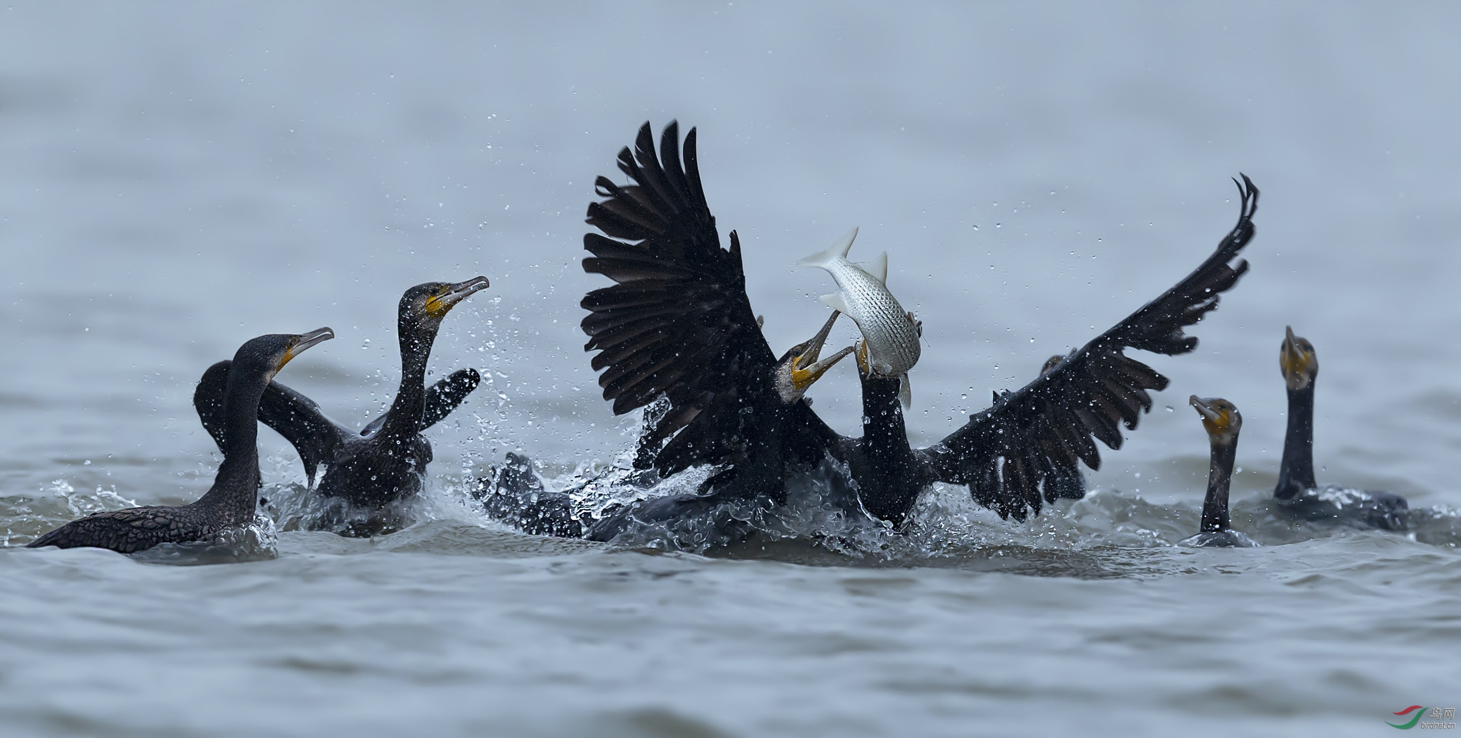 DSC_4829add.jpg