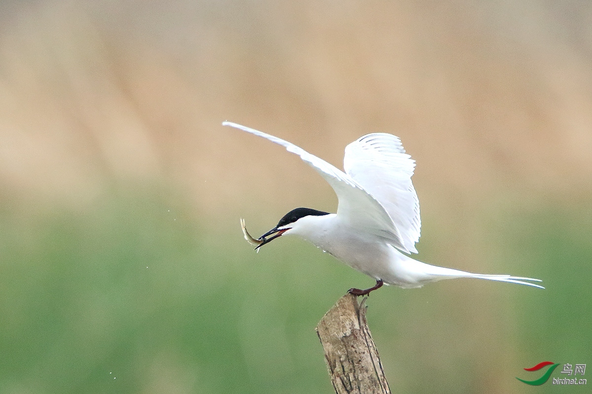 ����ͷ�� ��ʦ�����ں���ʡ������.jpg