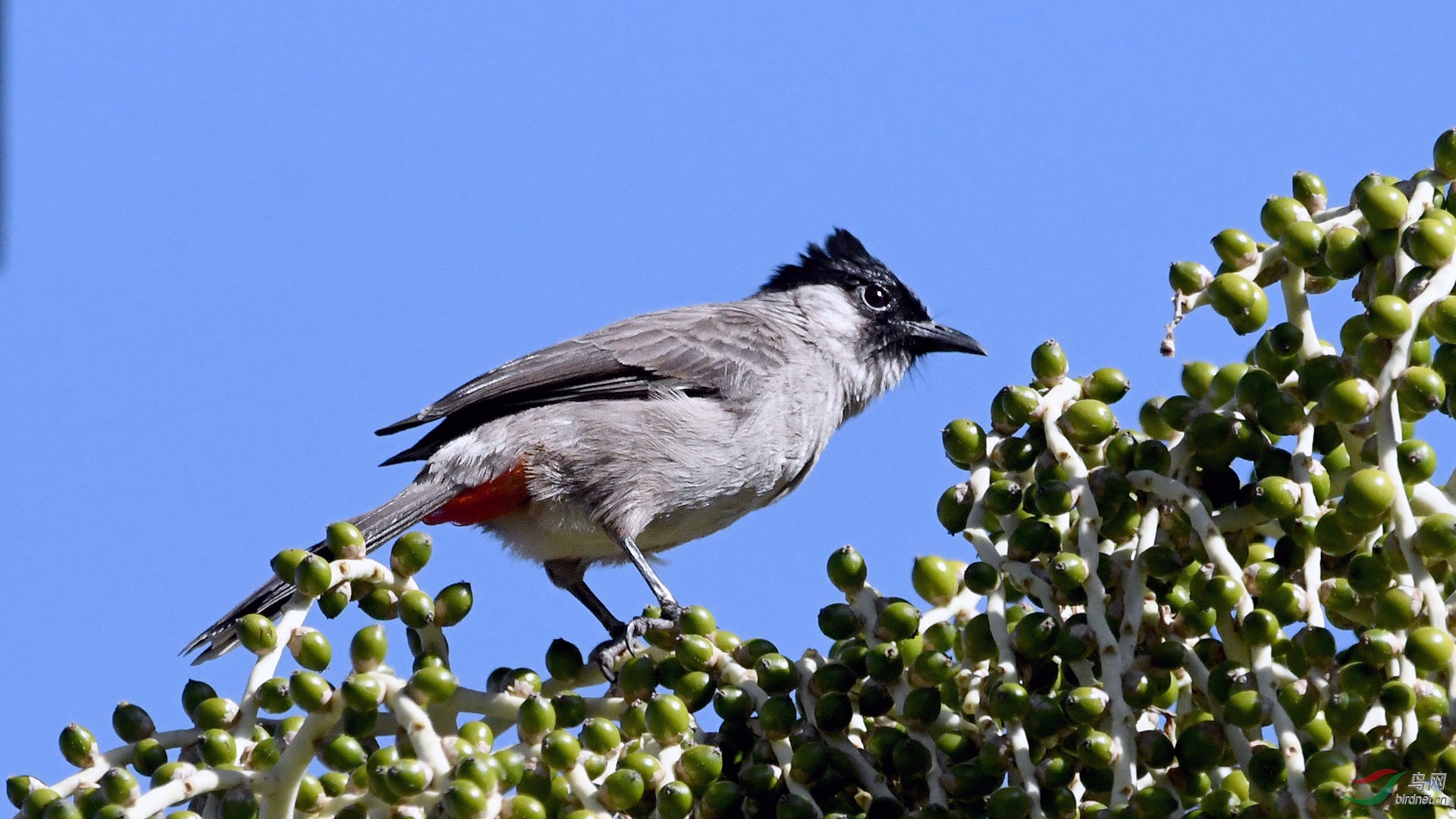 红臀鹎采食棕榈果实