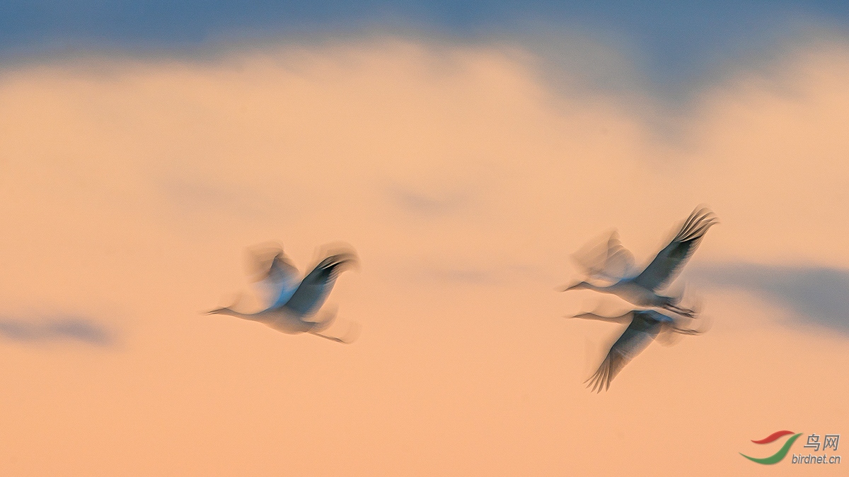 ����΢��ʮ������׹��� ���İ׺�.jpg