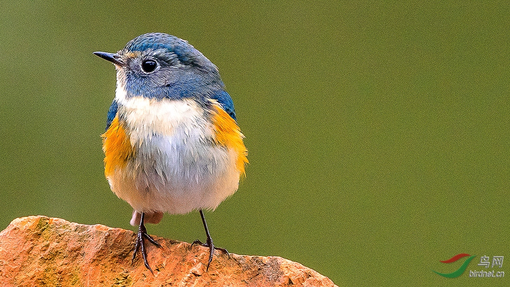 ����΢��ʮ������׹��� С��в.jpg