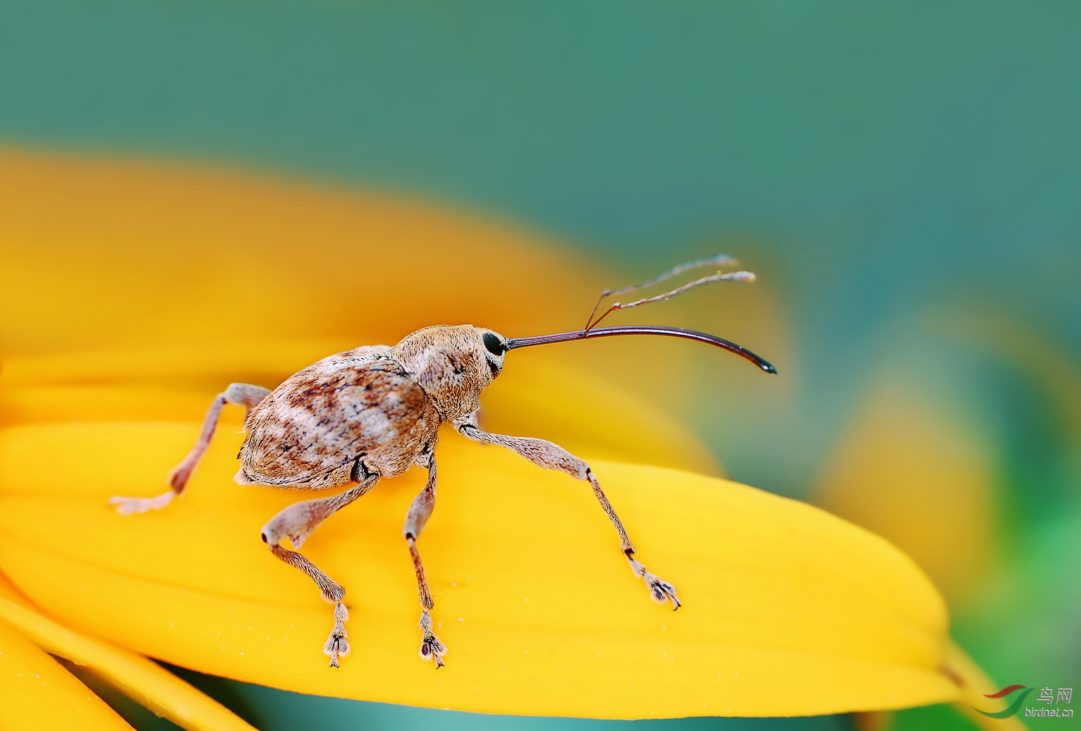 怪模怪样贺获首页精华