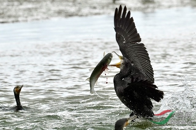 ����һ��