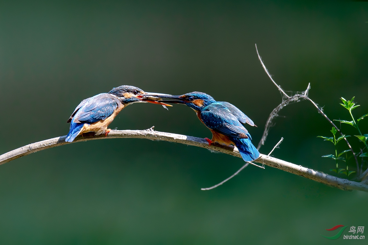 DSC_p2706.jpg