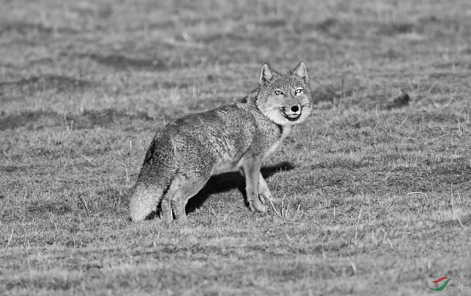 动物藏狐祝贺老师佳作荣获黑白影像首页精华