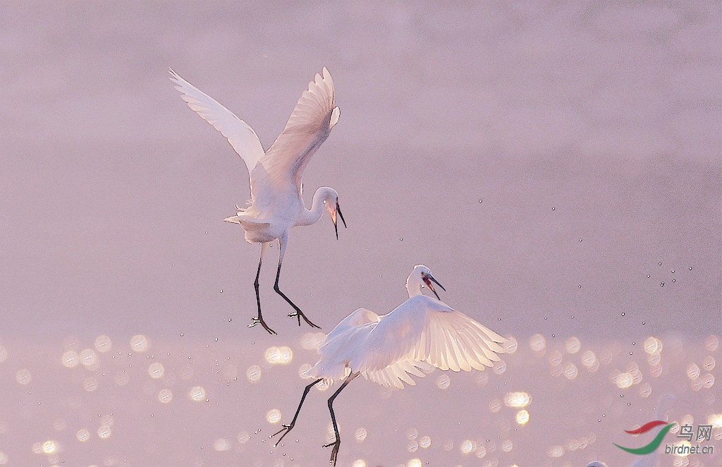 �Ӹ�����