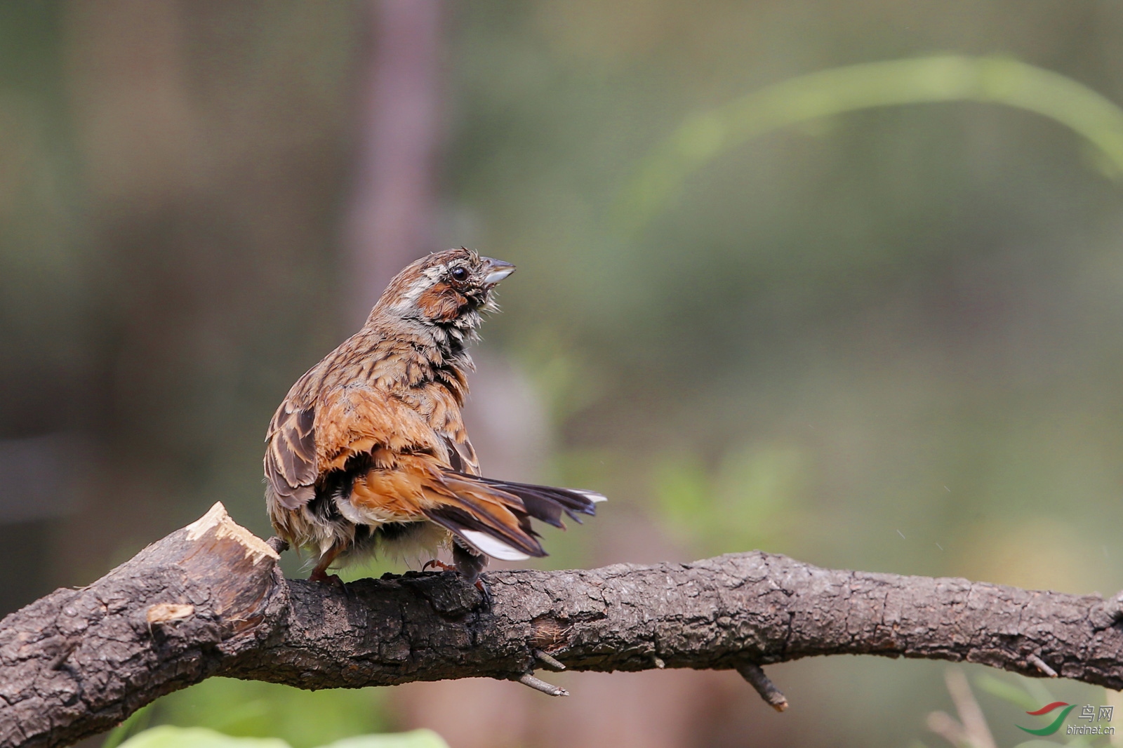 浴后的三道眉草鹀