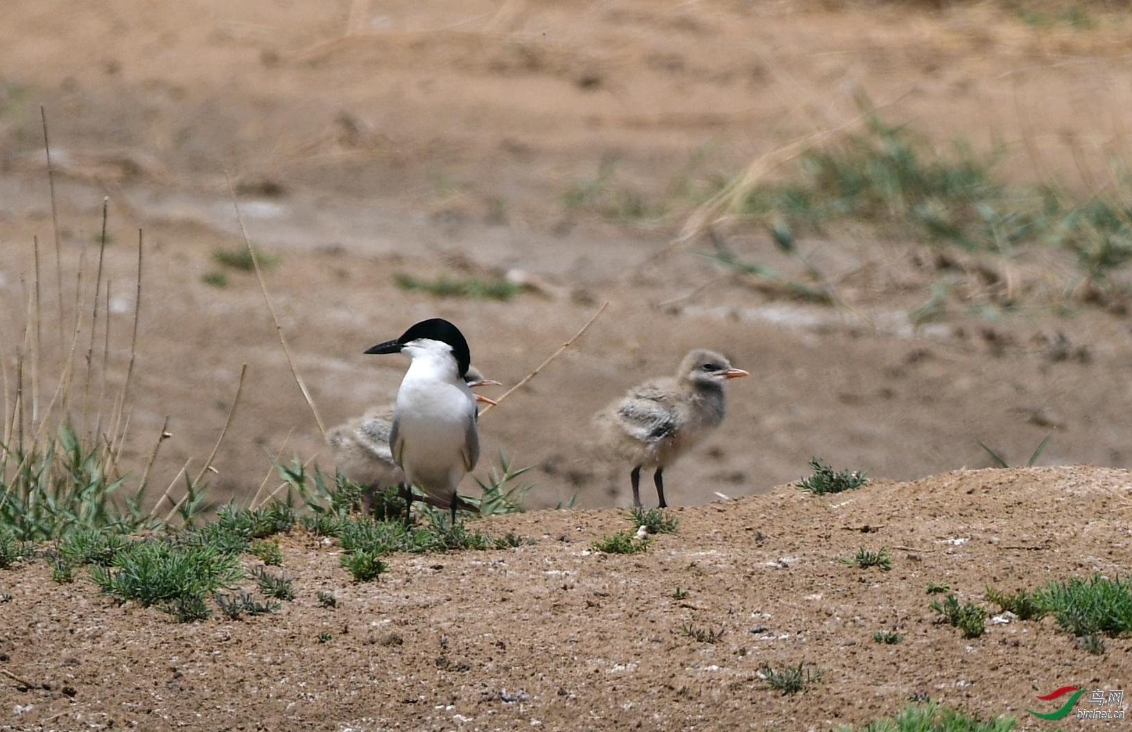 ������ ��ʦ����������**������������.jpg