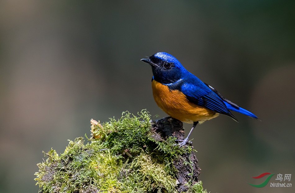 �ظ������l