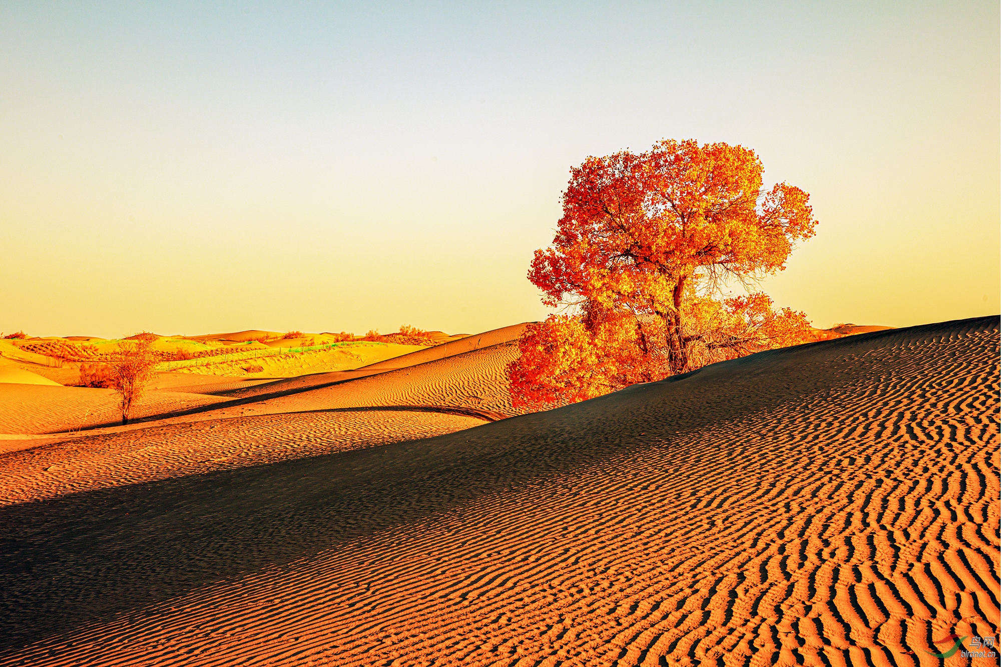 沙漠风景微信图片