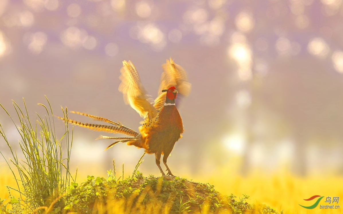 曙光初照 金鸡欢唱