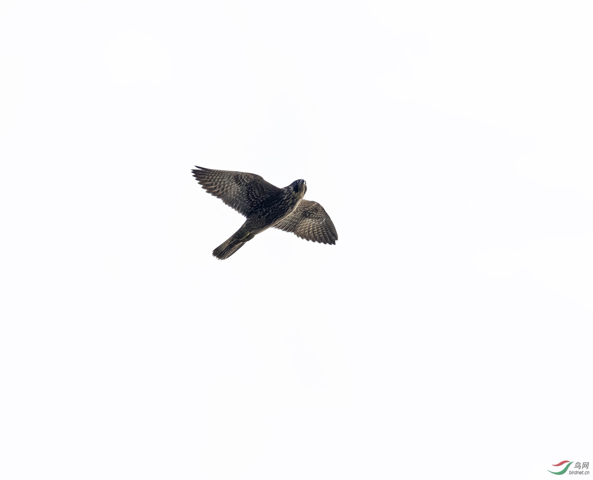 DSC_5770.jpg