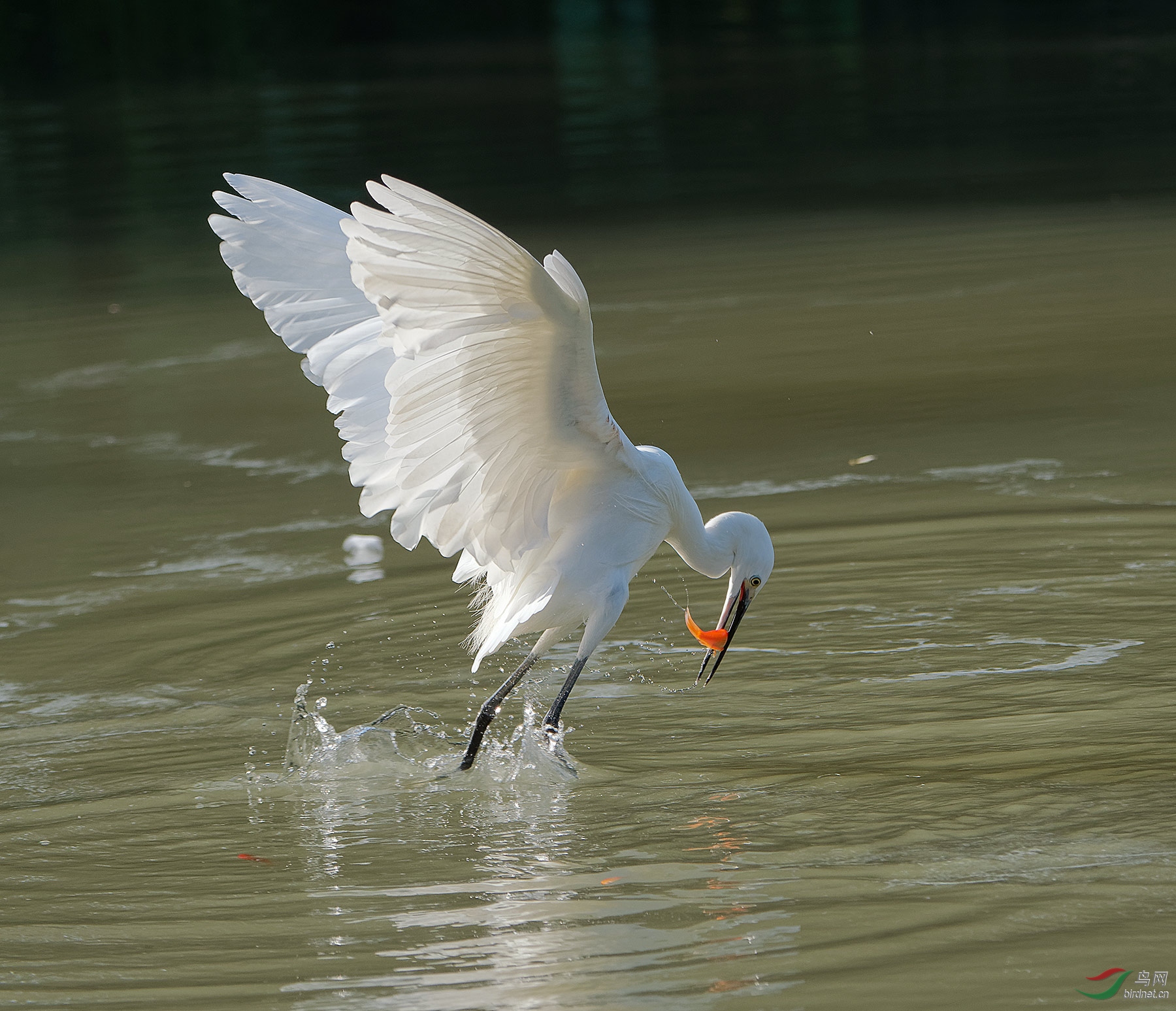 DSC_3426.jpg