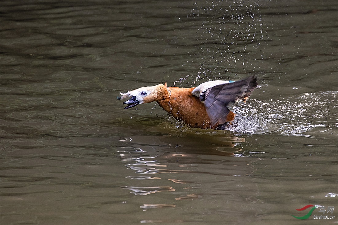 201104085.jpg