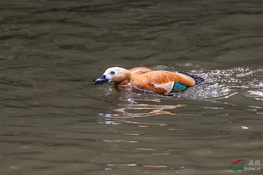 201104084.jpg