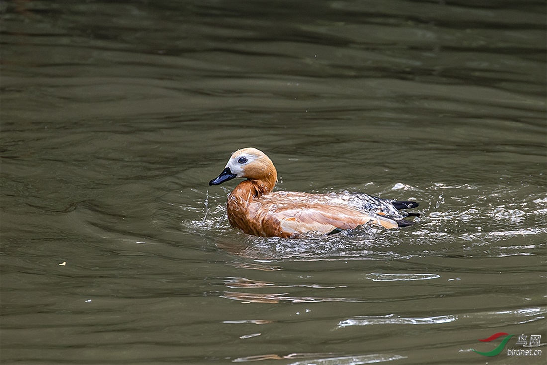 201104083.jpg