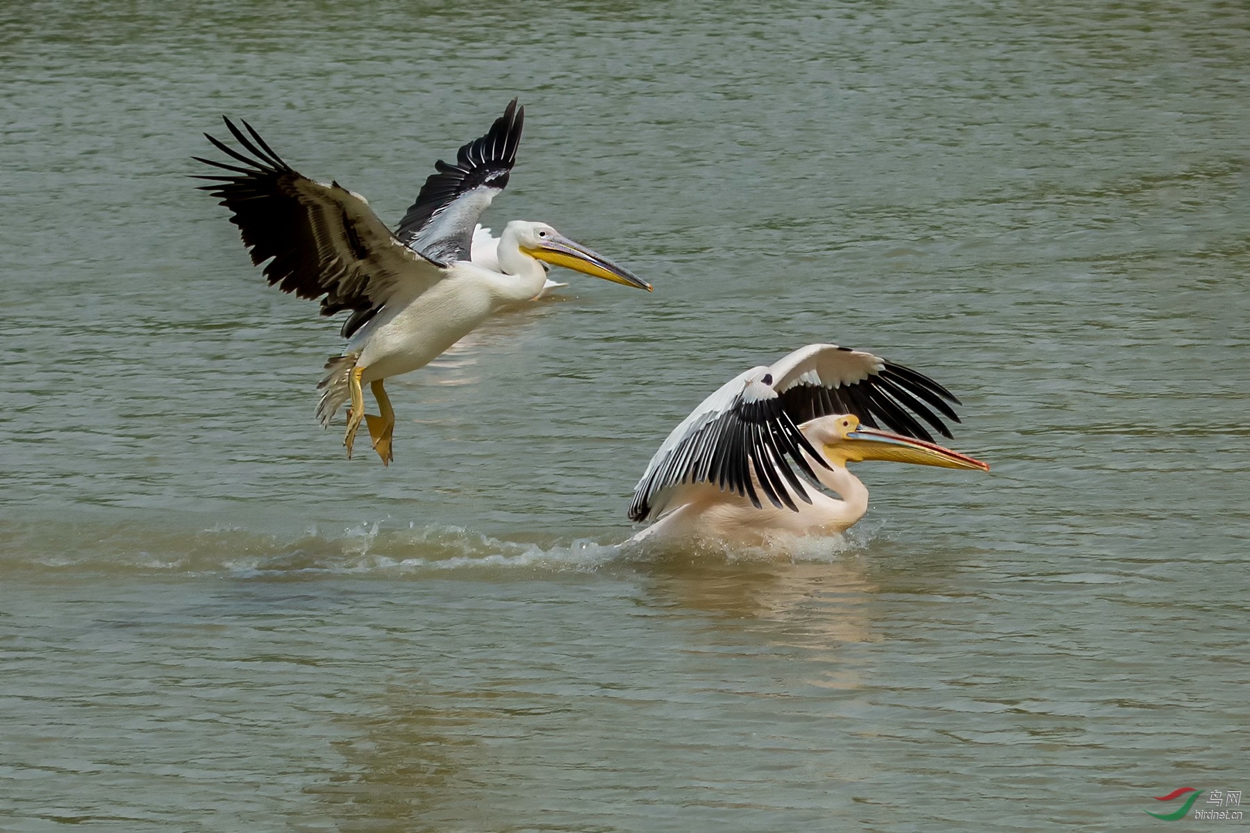 DSC_6133.jpg