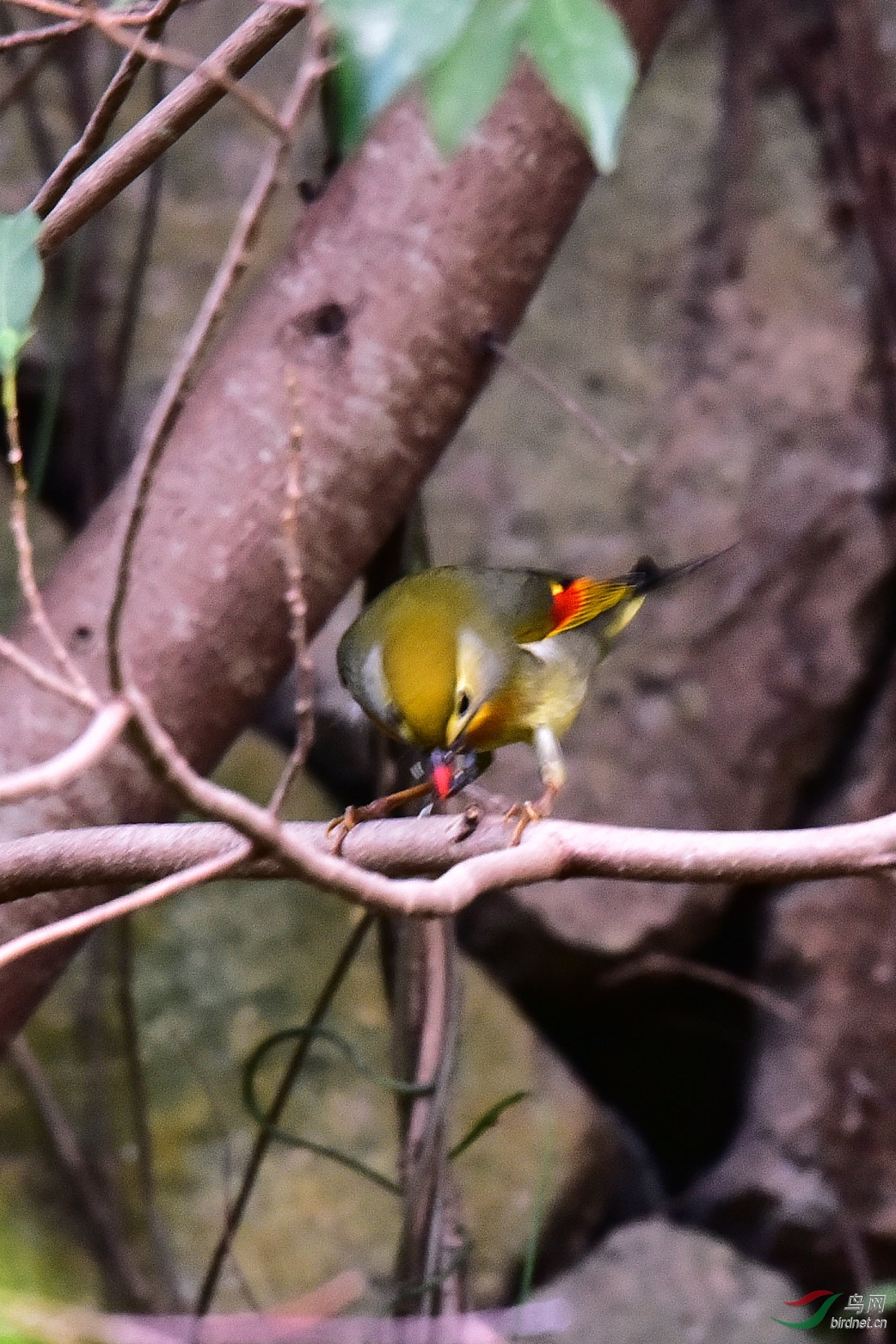 DSC_1333.JPG