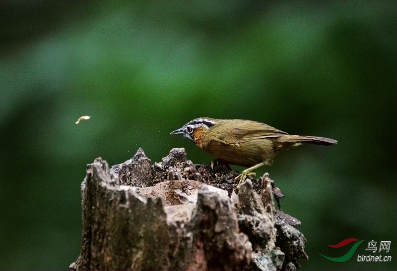 ��ͷ����