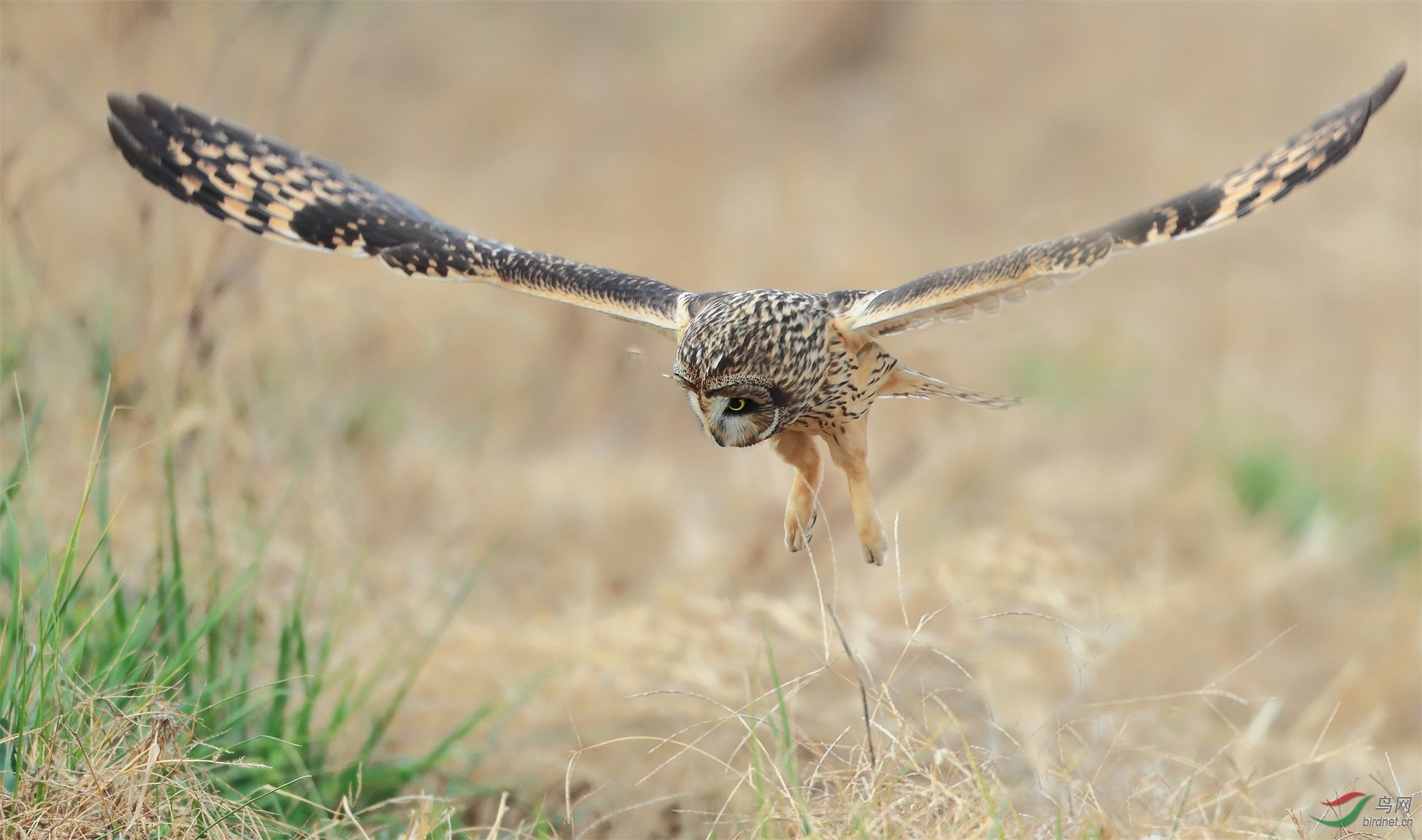 66 - ����.jpg