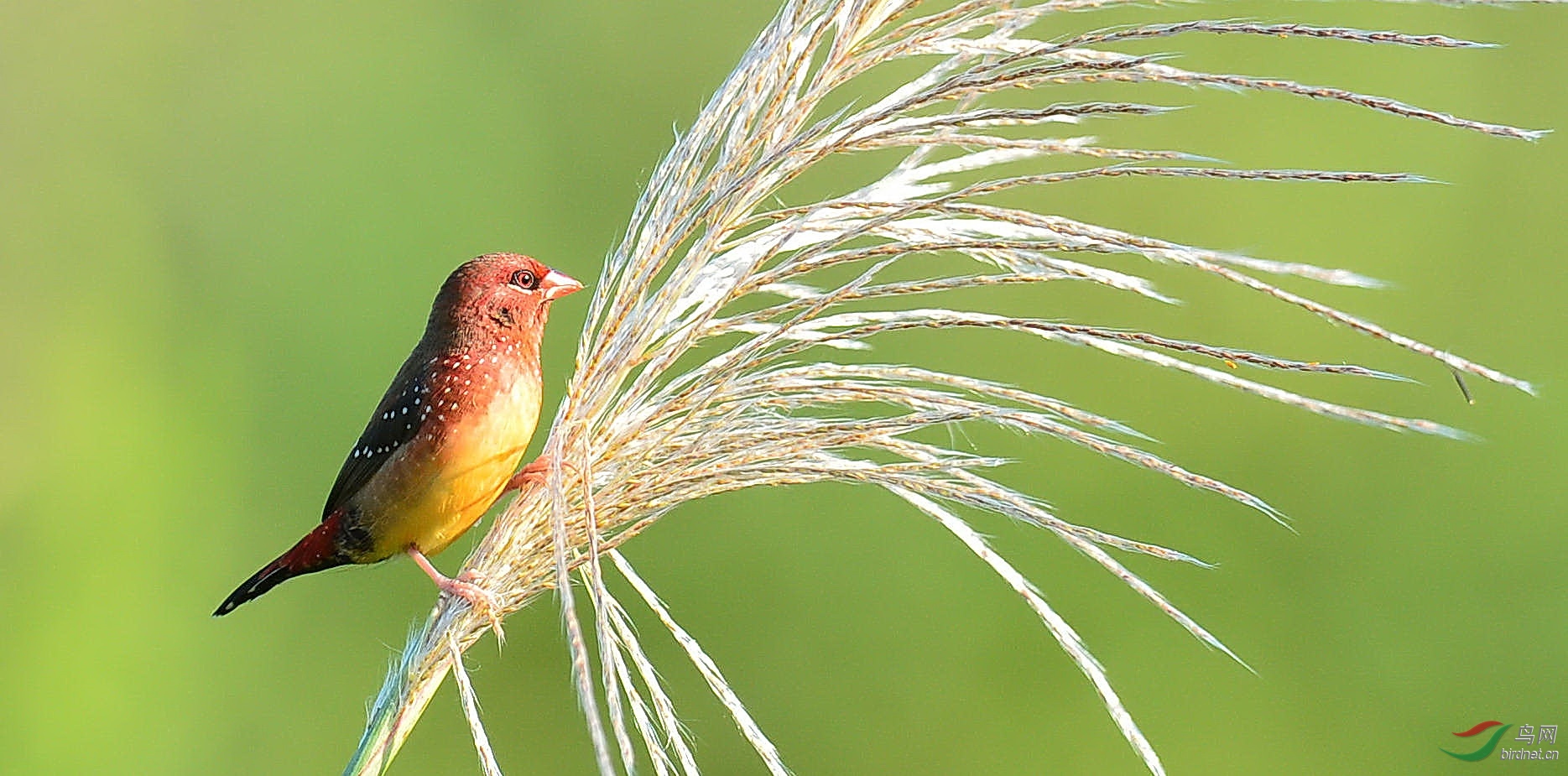 人见人爱的小花雀