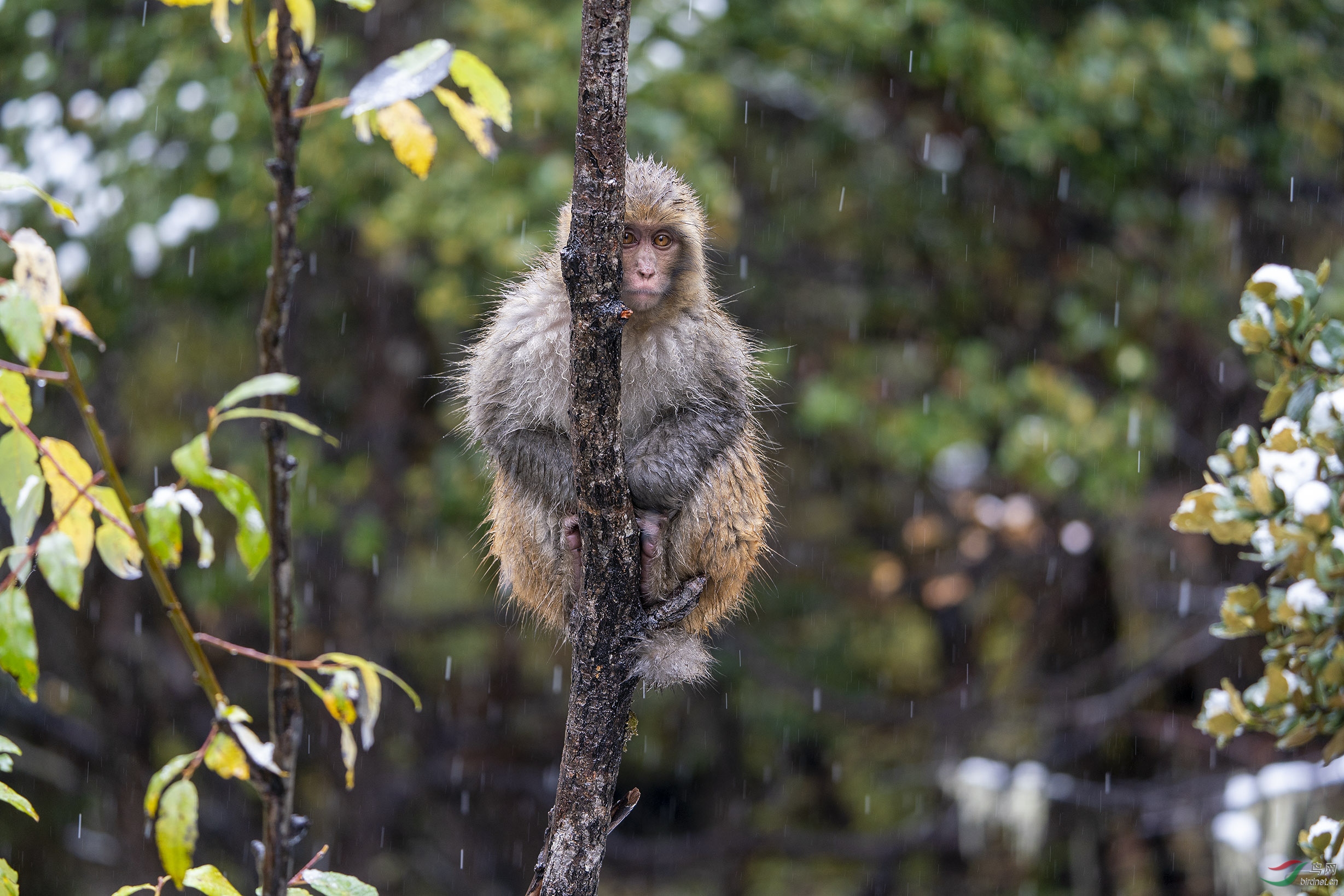 藏酉猴_DSC0848.jpg