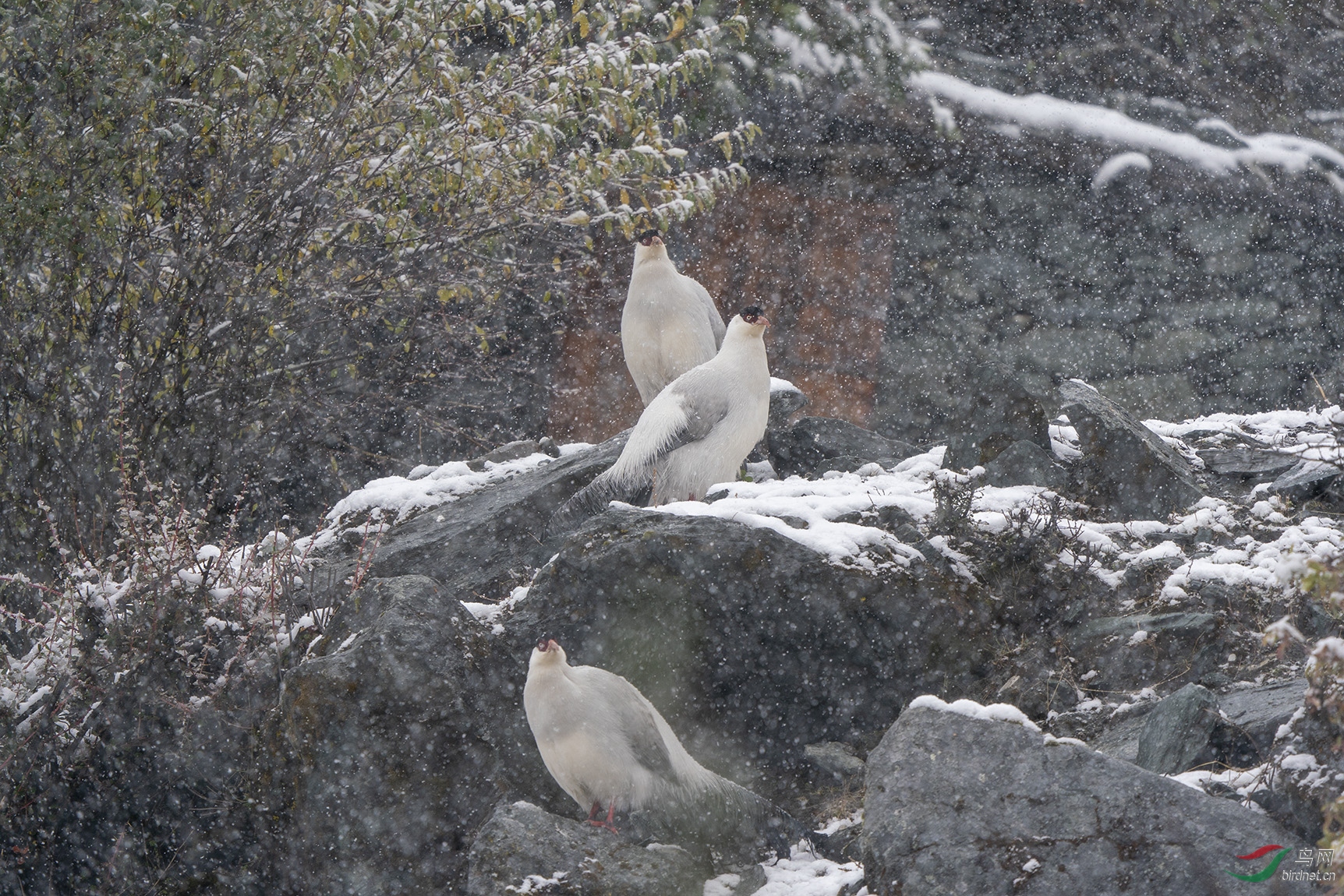 白马鸡_DSC0487.jpg