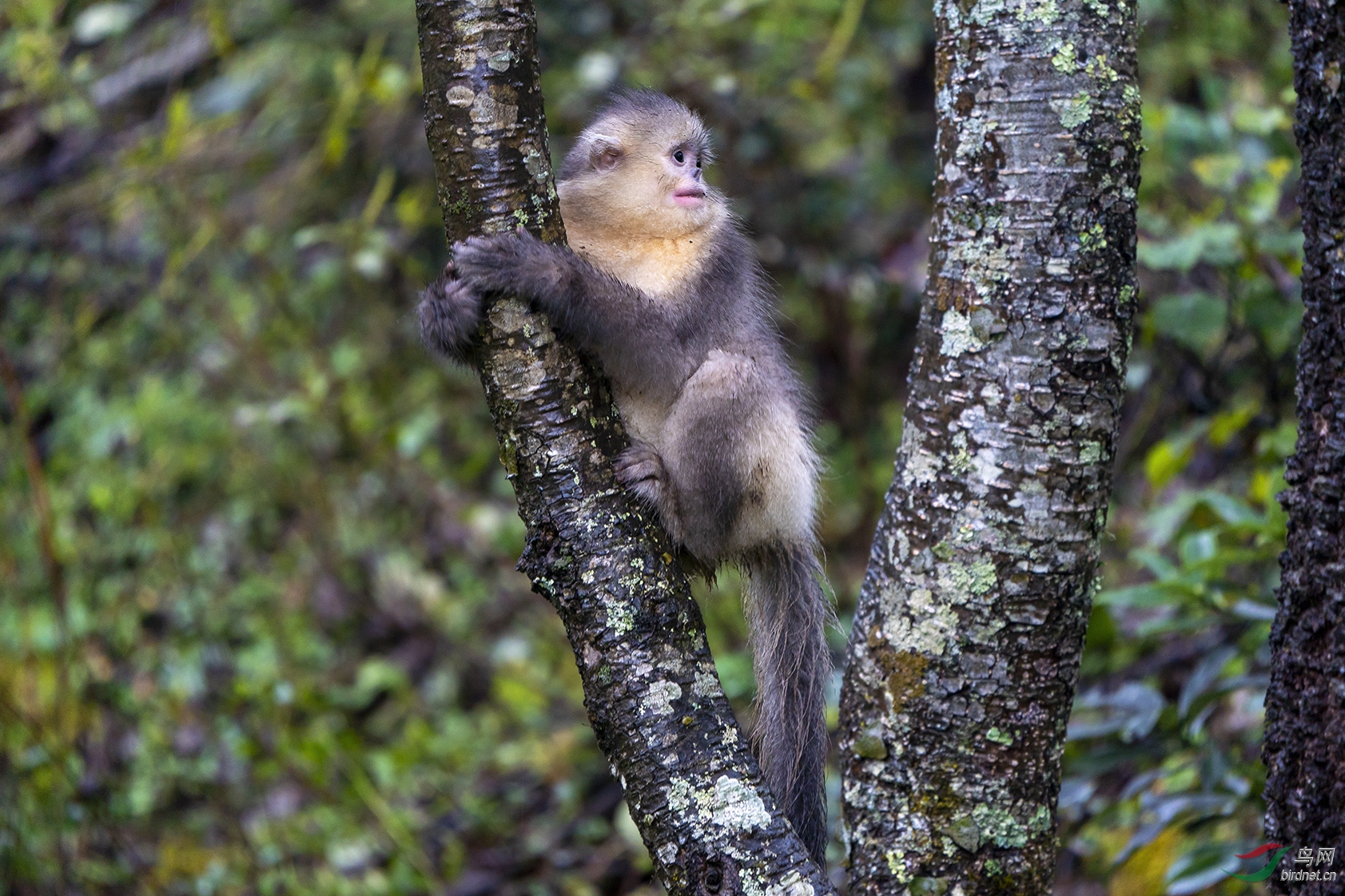 滇金丝猴_DSC1079.jpg