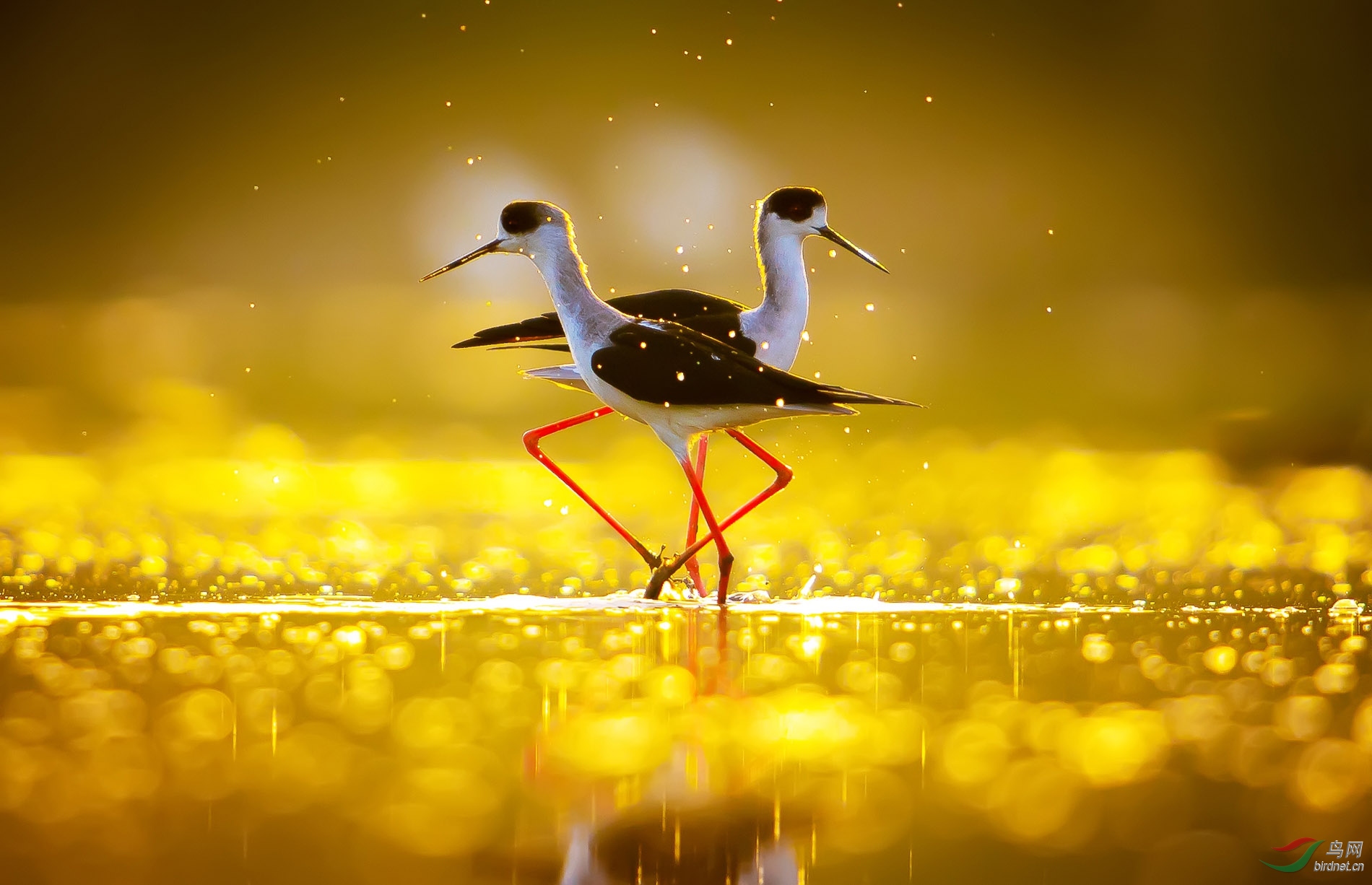 ZXC_8791-2 ����.jpg