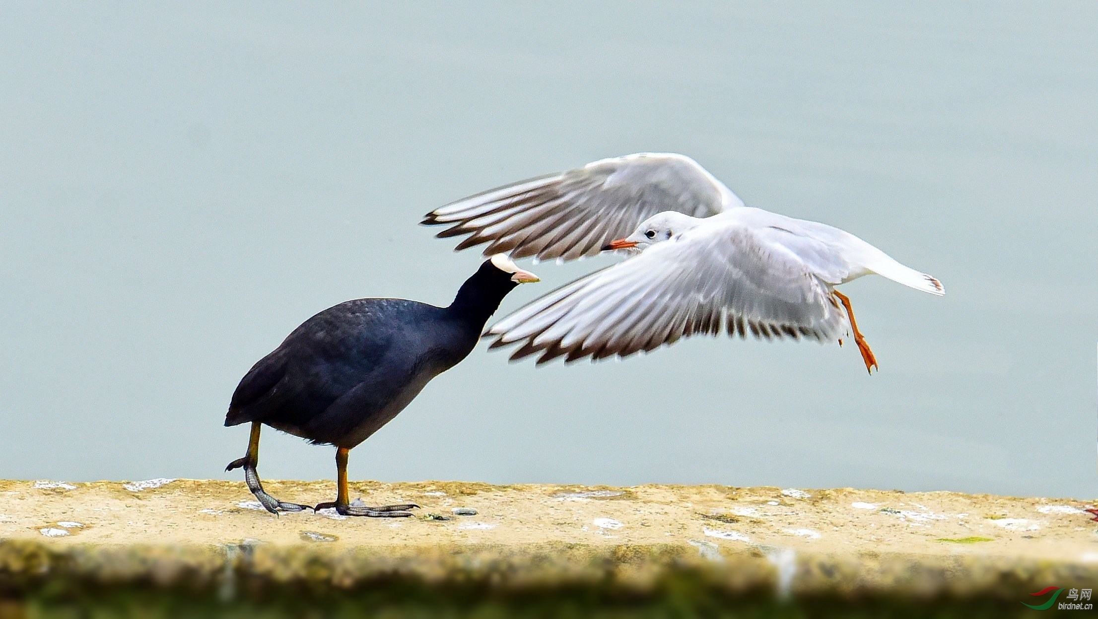 DSC_7614_conew5.jpg