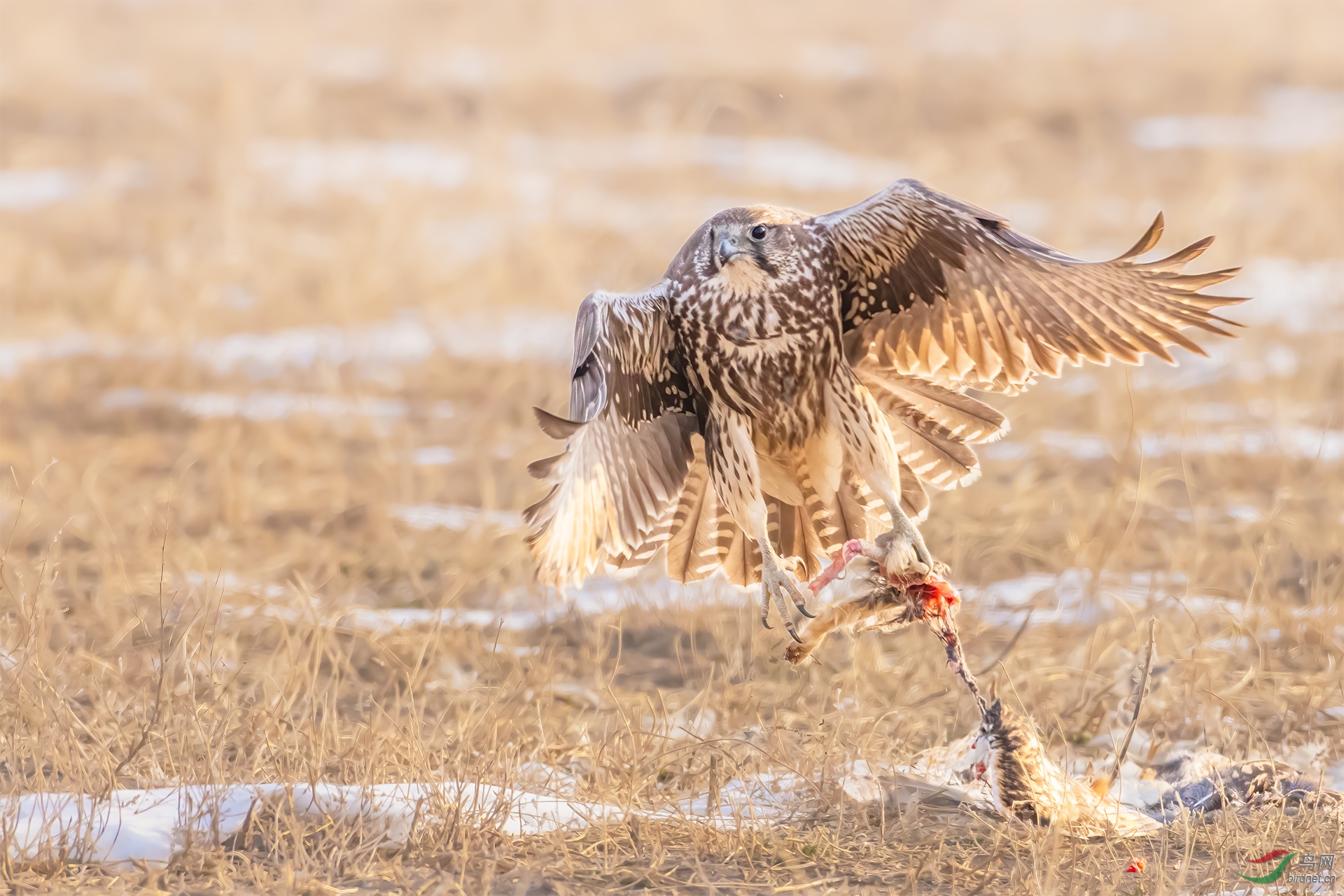 _J2A3360-1����.jpg